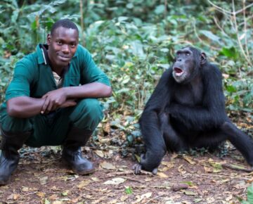 Ngamba Island Chimpanzee Sanctuary