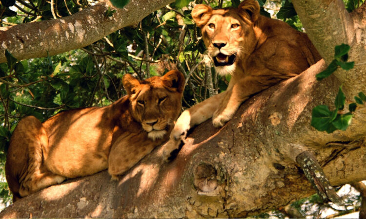 Tree Climbing Lions in Uganda