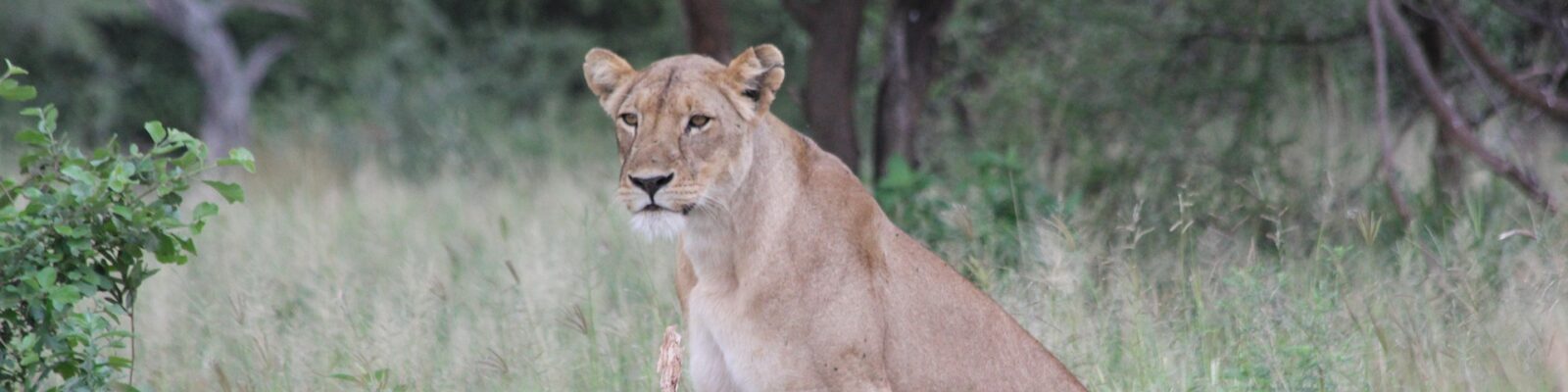 Game drives in Murchison Falls National Park