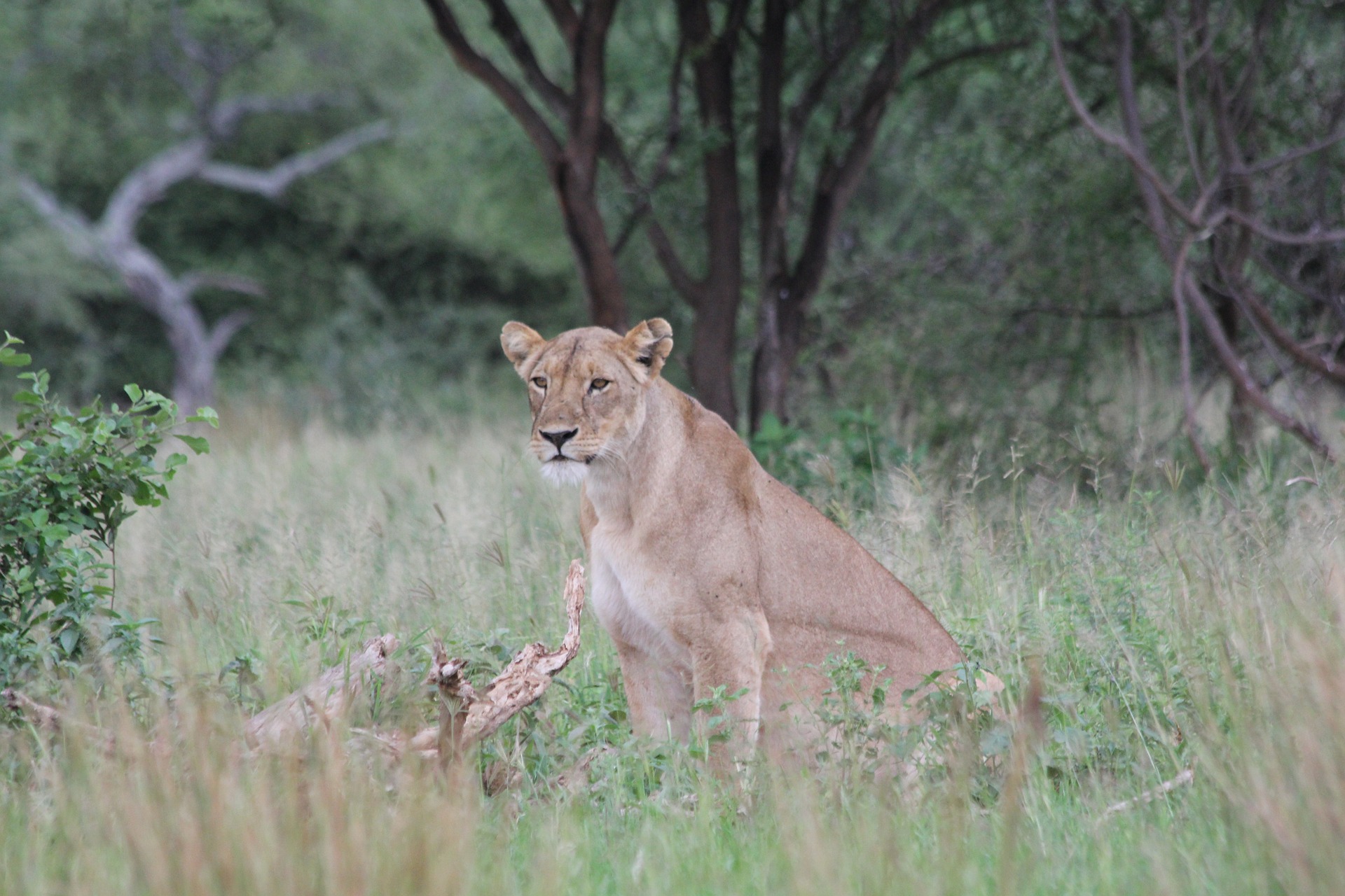 Game drives in Murchison Falls National Park