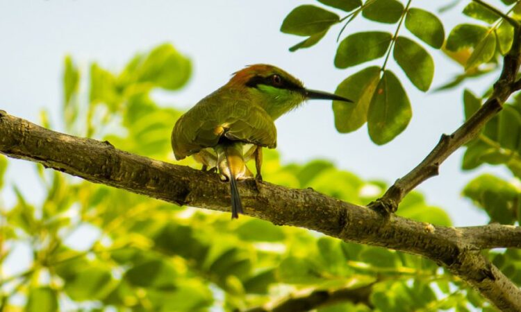 Birding safaris in Rwanda