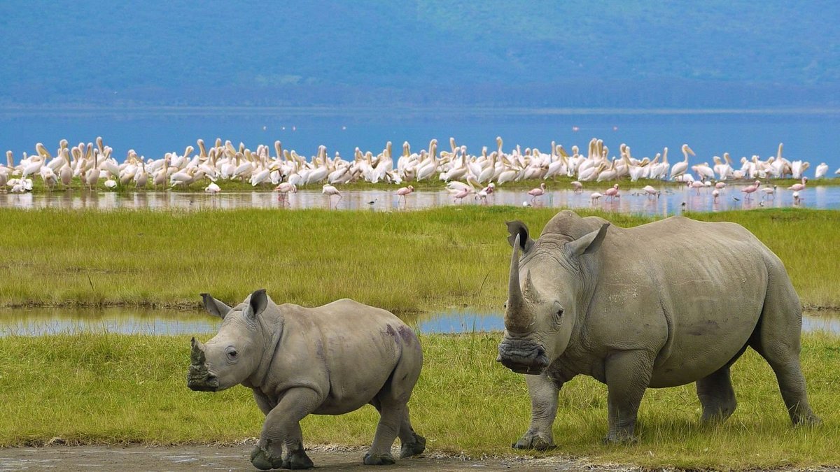Safari Destinations in Kenya