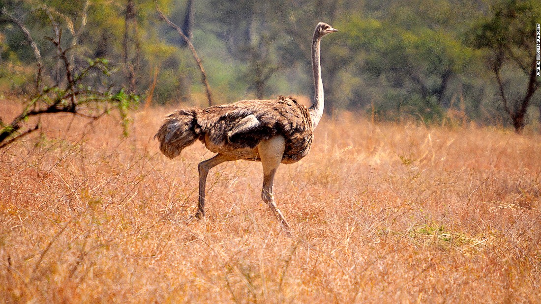 Birding in Kidepo Valley National Park